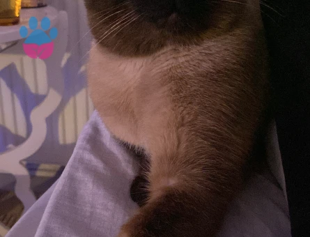 Siyam 3 Yaşında Eş Arıyor