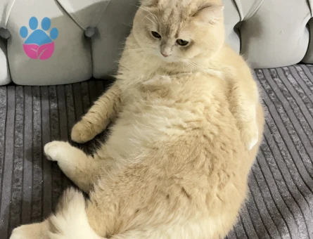 British Shorthair oğluma gelin arıyorum