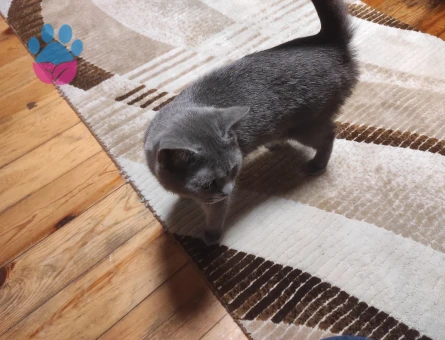 British Shorthair 15 Aylık Eş Arıyor