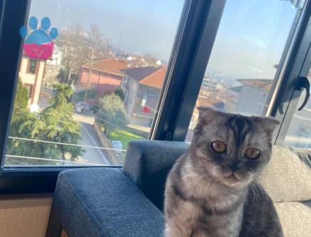 Scottish Dişi Kedimize Eş Arıyoruz