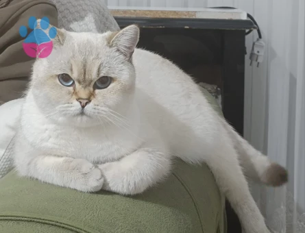 Erkek british kedi aranıyor