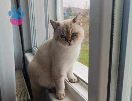 Erkek british kedi aranıyor