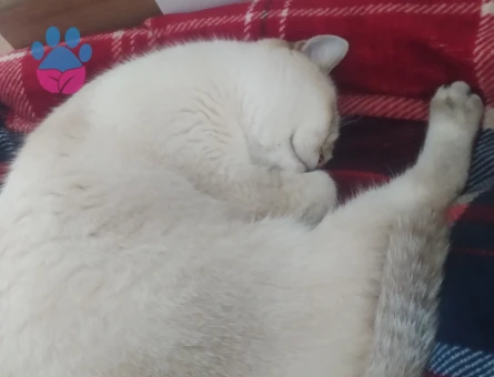 Erkek british kedi aranıyor