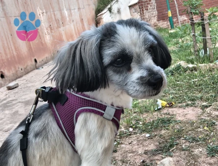 Maltipoo Köpeğime Eş Arıyorum