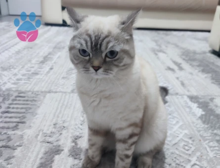 British Shorthair 1 Yaşında Eş Arıyor