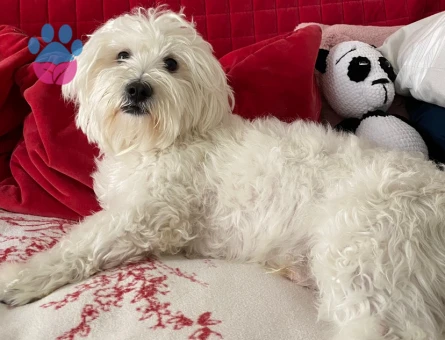 Maltese Terrier 4 Yaşında Eş Arıyor