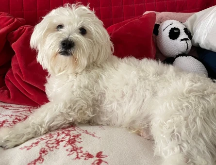 Maltese Terrier 4 Yaşında Eş Arıyor - 118965894