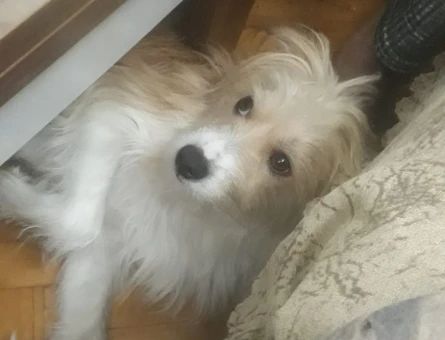 Dutch smoushond Erkek Köpeğime Eş Arıyorum - 118965904