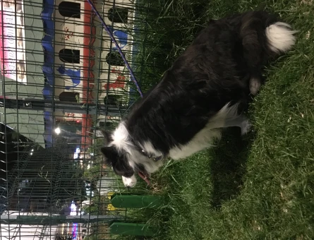 Border Collie 4 Yaşında Eş Arıyor - 118965909