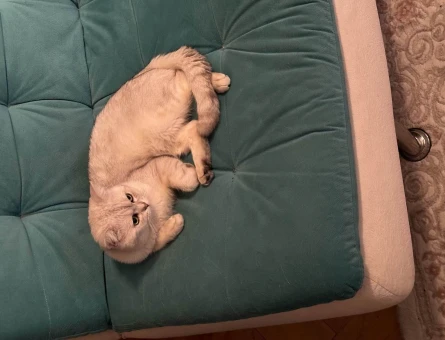 2 Yaşında British Shorthair Eş Arıyor - 118965944