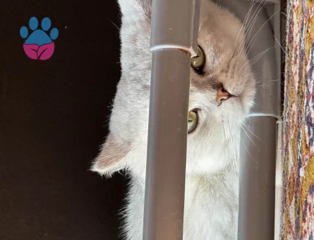 2 Yaşında British Shorthair Eş Arıyor