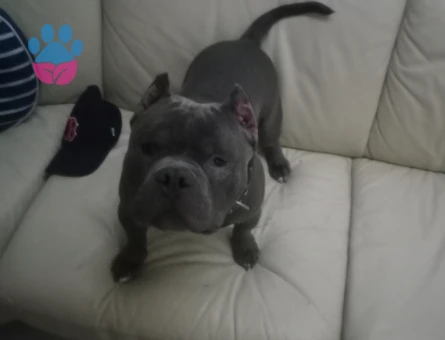 American bully bluenose 10 Aylık Eş Arıyor