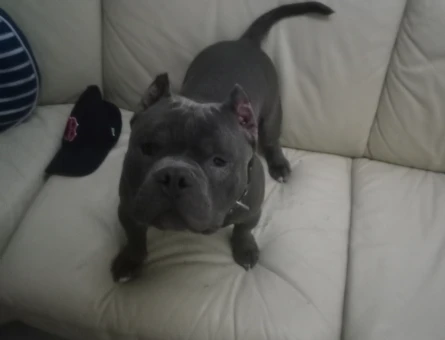 American bully bluenose 10 Aylık Eş Arıyor - 118965945