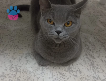 British Shorthair Dişi Kedim Eş Arıyor