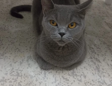 British Shorthair Dişi Kedim Eş Arıyor - 118965975