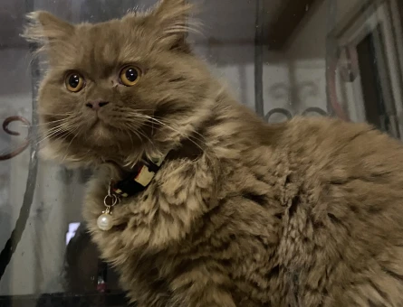 British Shorthair Oğluma Eş Arıyorum - 118965978