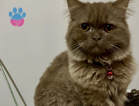 British Shorthair Oğluma Eş Arıyorum