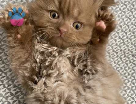 British Shorthair Oğluma Eş Arıyorum