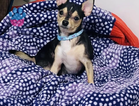 Yakışıklı oğlumuza eş arıyoruz