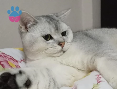 British shorthair
