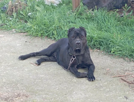 Safkan Canecorsa Kızımıza DAMAT Arıyoruz - 118976290