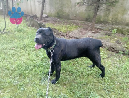 Safkan Canecorsa Kızımıza DAMAT Arıyoruz