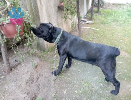 Safkan Canecorsa Kızımıza DAMAT Arıyoruz