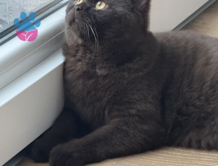 British shorthair