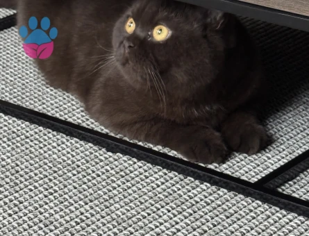 British shorthair
