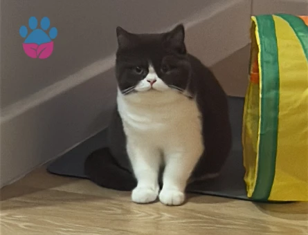 British shorthair