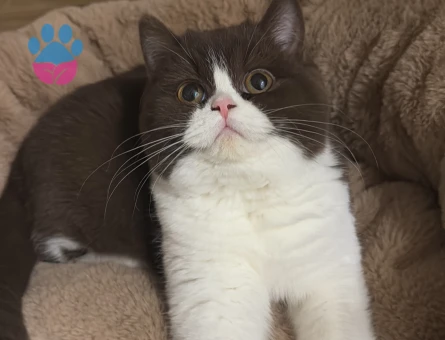 British shorthair