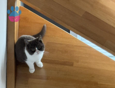 British shorthair