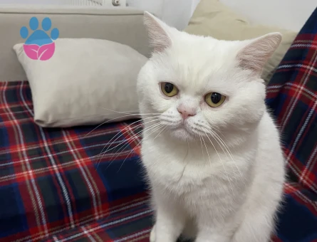 British erkek kedimize eş arıyoruz