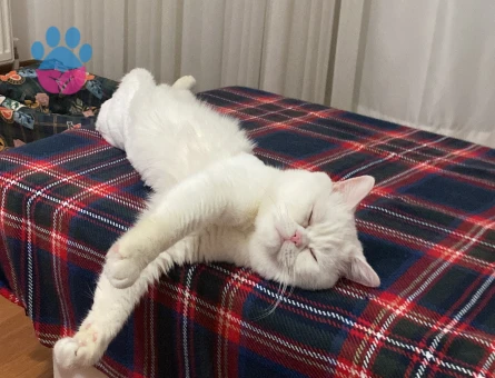 British erkek kedimize eş arıyoruz