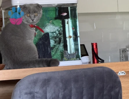Scottish Fold Kızıma eş arıyorum