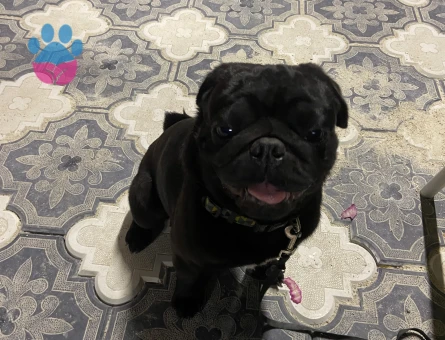 Dişi pug arıyorum