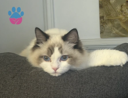 Ragdol erkek çiftleştirme