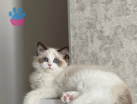 Dünyalar güzeli kızıma eş arıyoruz