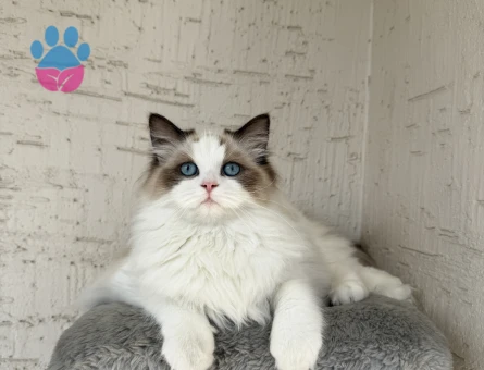 Dünyalar güzeli kızıma eş arıyoruz