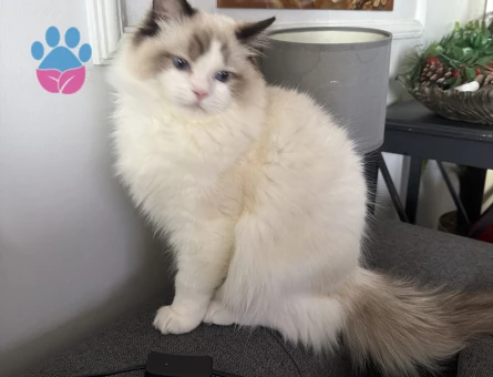 Ragdol erkek çiftleştirme