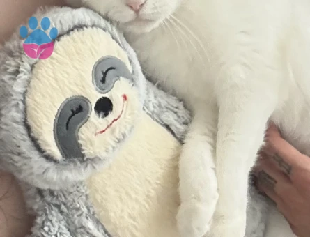 3 Yaşında Scottish Fold cinsi kızıma eş arıyorum