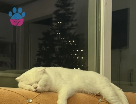 3 Yaşında Scottish Fold cinsi kızıma eş arıyorum