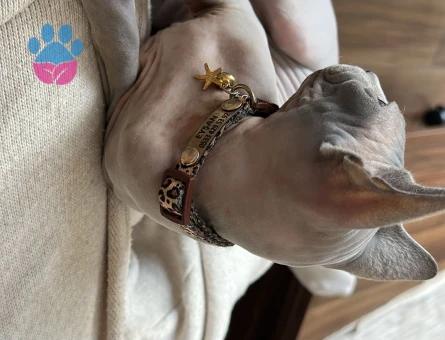 Güzel kedimi çiftleştirmek istiyorum