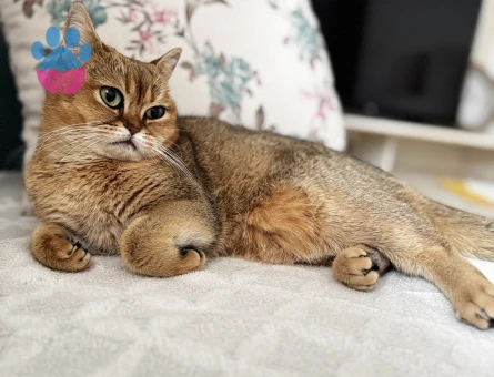 DİŞİ KEDİM İÇİN ACİL EŞ ARIYORUM