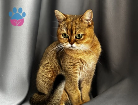 DİŞİ KEDİM İÇİN ACİL EŞ ARIYORUM