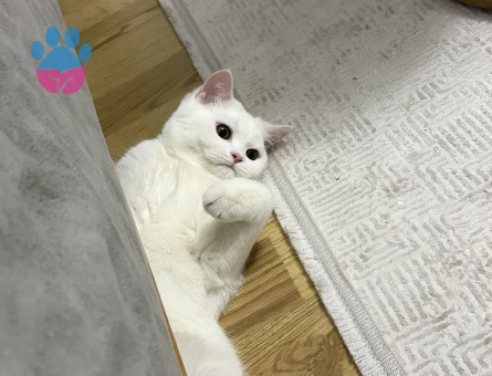 Beyaz British erkek kedimize eş arıyoruz