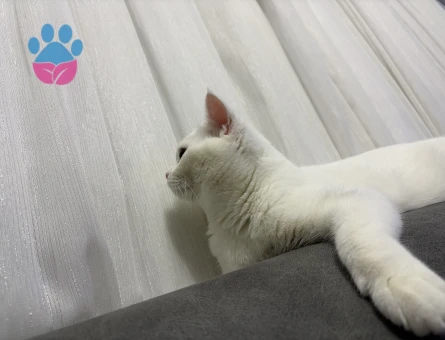 Beyaz British erkek kedimize eş arıyoruz