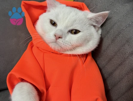 Beyaz British erkek kedimize eş arıyoruz