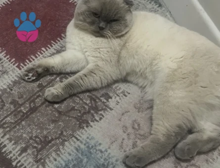 Yakışıklı köpük beyefendiye kraliçesini arıyoruz