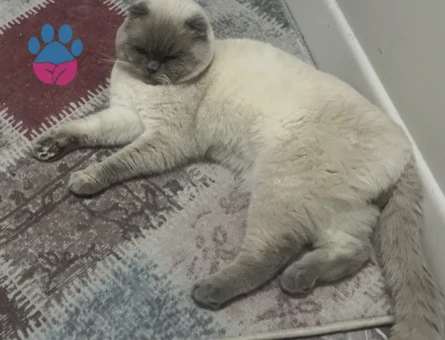 Yakışıklı köpük beyefendiye kraliçesini arıyoruz